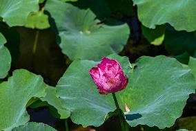 Lotus Flowers Bloom at West Lake in Hangzhou