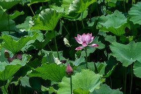 Lotus Flowers Bloom at West Lake in Hangzhou