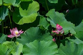 Lotus Flowers Bloom at West Lake in Hangzhou