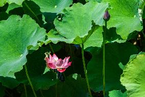 Lotus Flowers Bloom at West Lake in Hangzhou