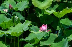 Lotus Flowers Bloom at West Lake in Hangzhou