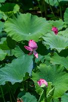 Lotus Flowers Bloom at West Lake in Hangzhou