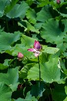 Lotus Flowers Bloom at West Lake in Hangzhou