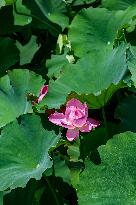 Lotus Flowers Bloom at West Lake in Hangzhou