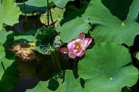 Lotus Flowers Bloom at West Lake in Hangzhou