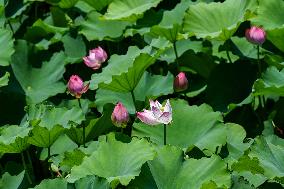 Lotus Flowers Bloom at West Lake in Hangzhou