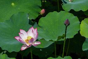 Lotus Flowers Bloom at West Lake in Hangzhou