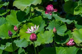 Lotus Flowers Bloom at West Lake in Hangzhou