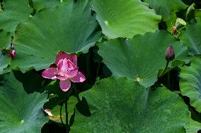 Lotus Flowers Bloom at West Lake in Hangzhou