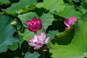 Lotus Flowers Bloom at West Lake in Hangzhou