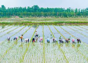 High-quality Rice Seed Production Base in Suqian
