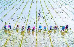 High-quality Rice Seed Production Base in Suqian