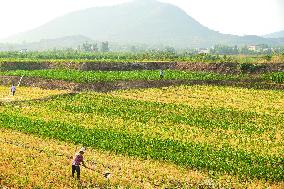 High Temperature Agriculture Drought Resistance