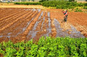 High Temperature Agriculture Drought Resistance