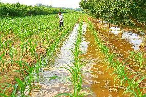 High Temperature Agriculture Drought Resistance