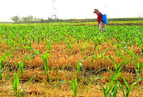 High Temperature Agriculture Drought Resistance