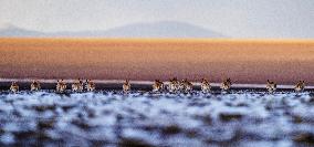 (InXizang)CHINA-XIZANG-TIBETAN ANTELOPES-MIGRATION (CN)