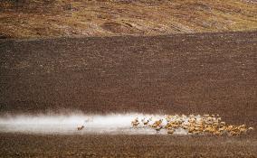 (InXizang)CHINA-XIZANG-TIBETAN ANTELOPES-MIGRATION (CN)