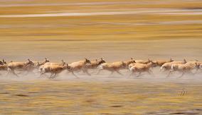 (InXizang)CHINA-XIZANG-TIBETAN ANTELOPES-MIGRATION (CN)