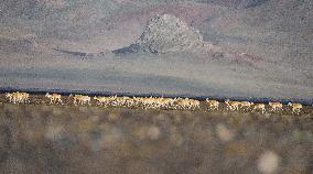 (InXizang)CHINA-XIZANG-TIBETAN ANTELOPES-MIGRATION (CN)