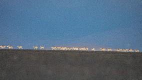 (InXizang)CHINA-XIZANG-TIBETAN ANTELOPES-MIGRATION (CN)