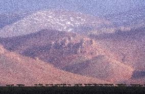 (InXizang)CHINA-XIZANG-TIBETAN ANTELOPES-MIGRATION (CN)