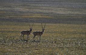 (InXizang)CHINA-XIZANG-TIBETAN ANTELOPES-MIGRATION (CN)