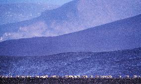 (InXizang)CHINA-XIZANG-TIBETAN ANTELOPES-MIGRATION (CN)