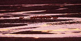 (InXizang)CHINA-XIZANG-TIBETAN ANTELOPES-MIGRATION (CN)