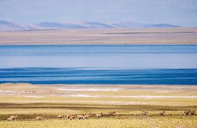 (InXizang)CHINA-XIZANG-TIBETAN ANTELOPES-MIGRATION (CN)