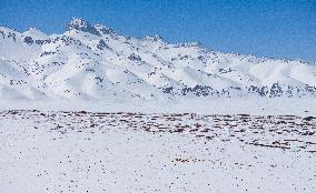 (InXizang)CHINA-XIZANG-TIBETAN ANTELOPES-MIGRATION (CN)