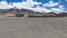 (InXizang)CHINA-XIZANG-TIBETAN ANTELOPES-MIGRATION (CN)