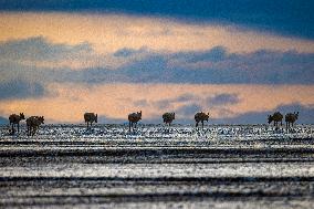 (InXizang)CHINA-XIZANG-TIBETAN ANTELOPES-MIGRATION (CN)