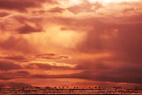 Tibetan Antelopes Migration - China