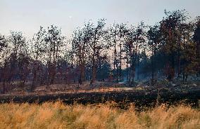 T?RKIYE-CANAKKALE-FOREST FIRE