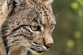 The Iberian Lynx Leaves The Danger Of Extinction Behind