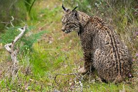 The Iberian Lynx Leaves The Danger Of Extinction Behind