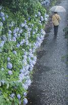 Hydrangeas bloom in Tokyo