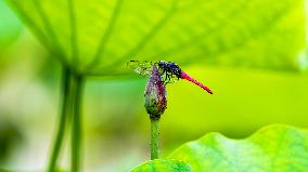 #CHINA-SUMMER-LOTUS FLOWERS (CN)