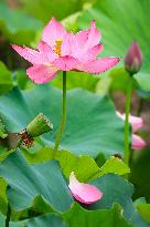 #CHINA-SUMMER-LOTUS FLOWERS (CN)