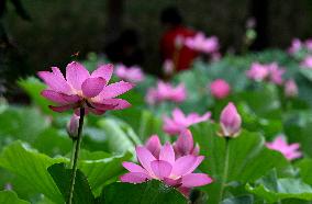 #CHINA-SUMMER-LOTUS FLOWERS (CN)