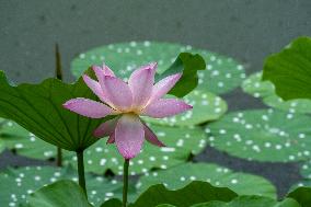 #CHINA-SUMMER-LOTUS FLOWERS (CN)