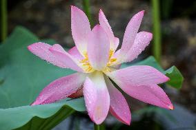 #CHINA-SUMMER-LOTUS FLOWERS (CN)