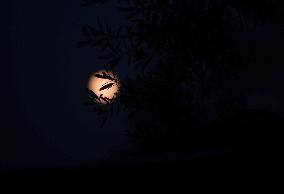 Full Moon In Gaza, Palestine