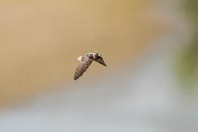 Barn Swallows In Flight