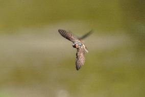 Barn Swallows In Flight