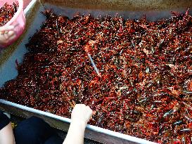 Crayfish Supply