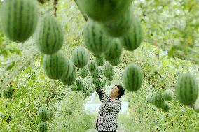 Watermelon Harvest - China