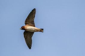 Barn Swallows In Ohio