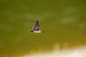 Barn Swallows In Ohio
